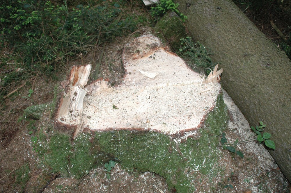 dsc_8585.jpg
